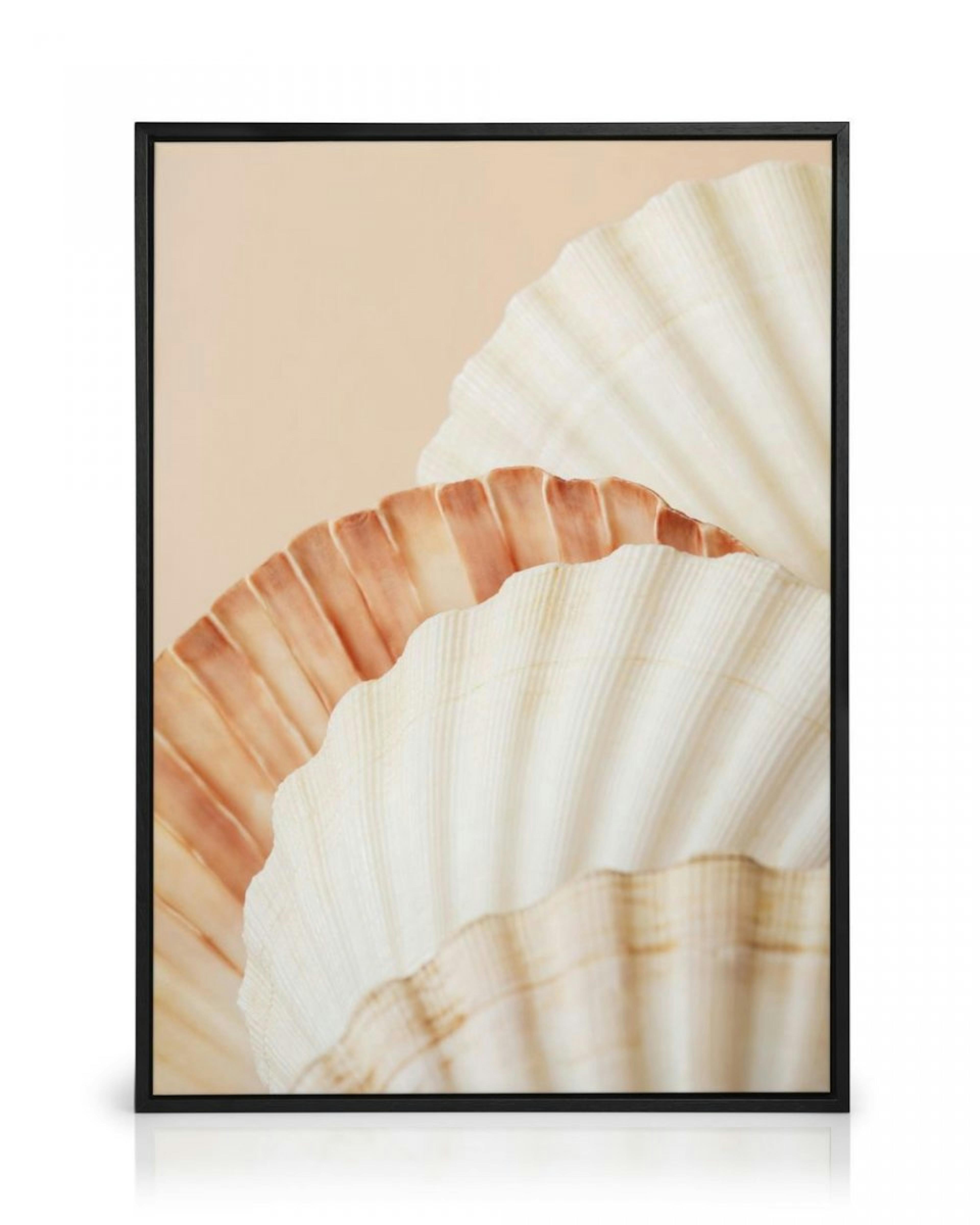 Shell Collection Canvas