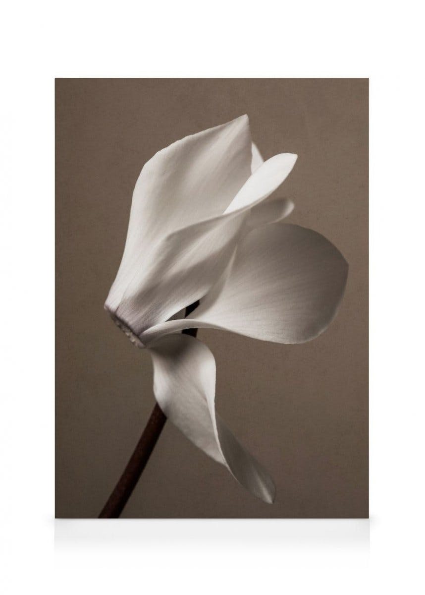 Elegant Blossom Obraz na plátne (50x70 cm - Dubový rám)