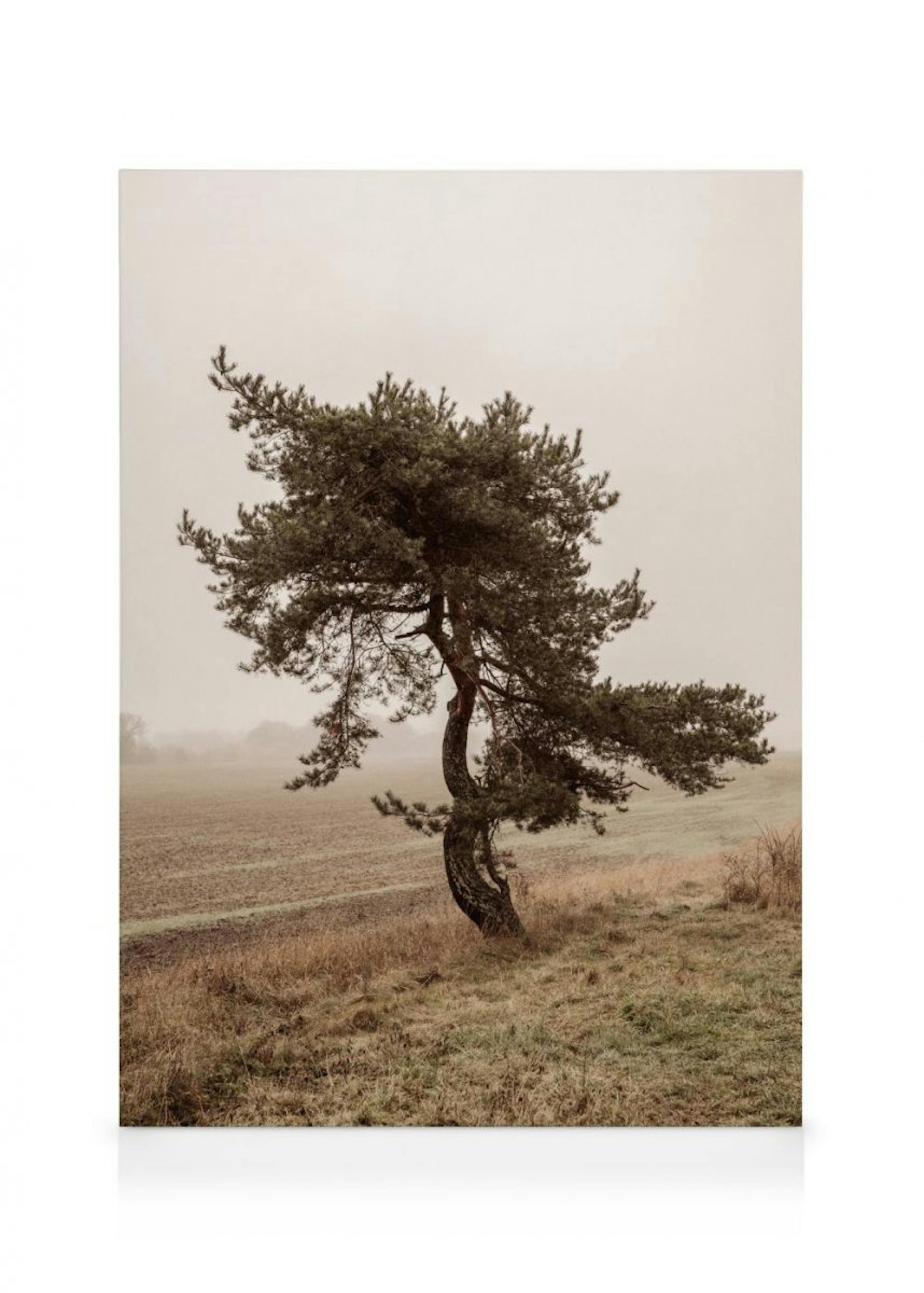 Moody Tree Canvas