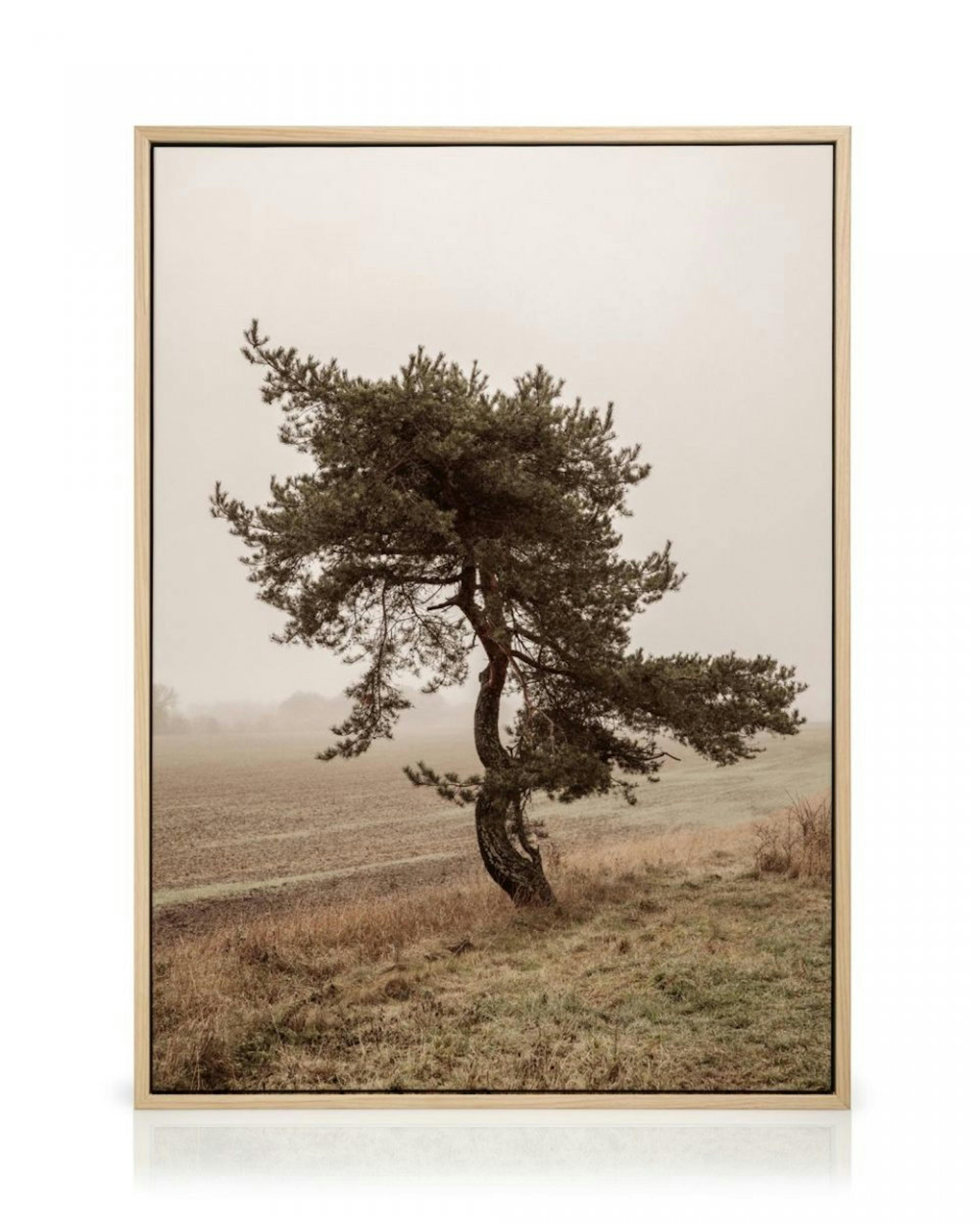 Moody Tree Lienzo