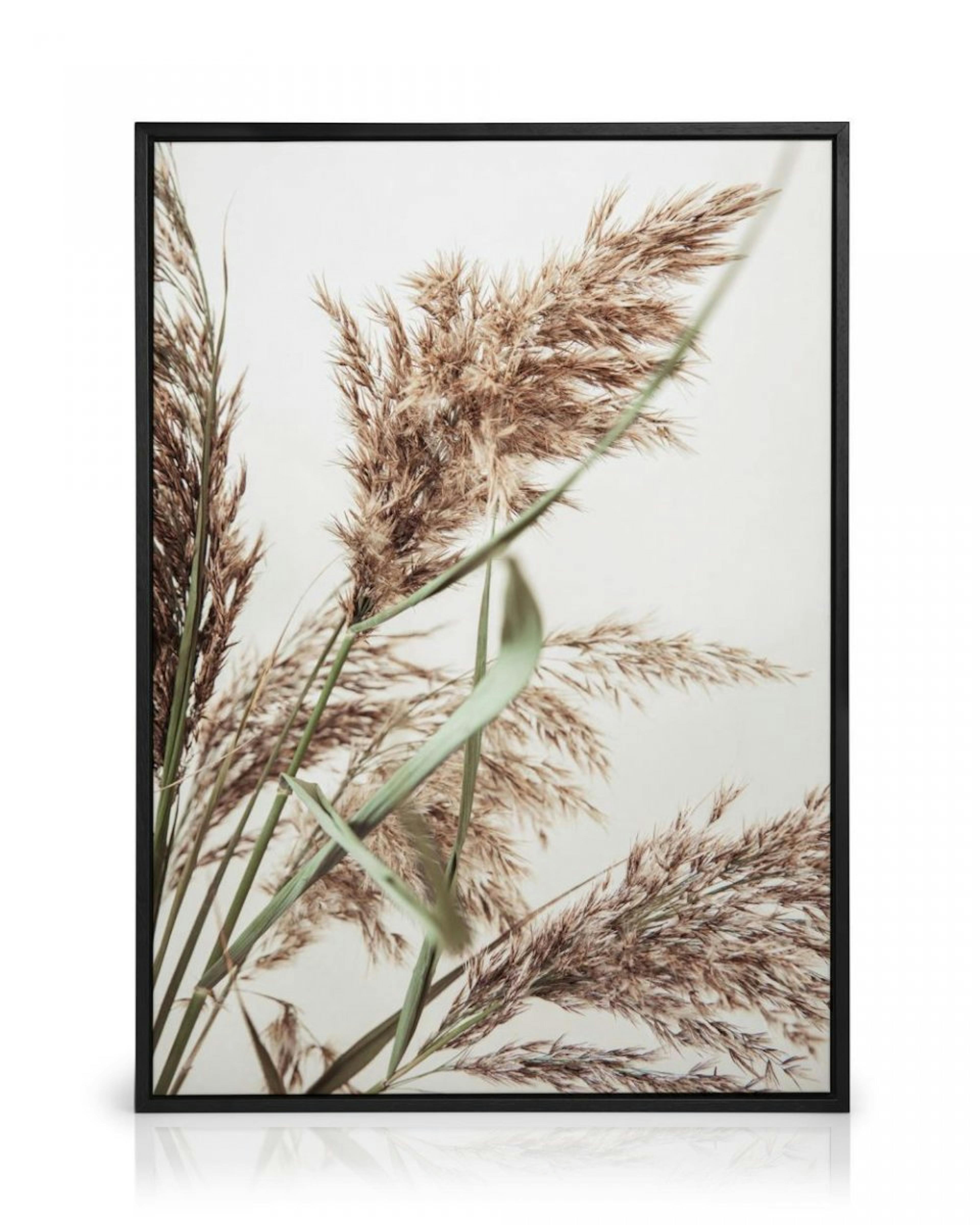 Rustic Reed Stampa su Tela