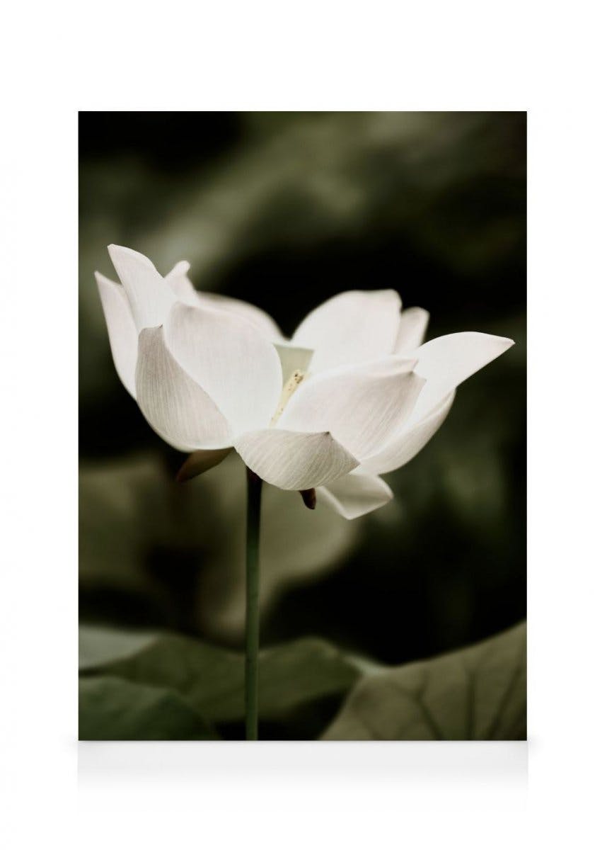 Canvas Schilderijen Symbol of Peace Canvas (50x70 cm - Fotolijst Zwart)