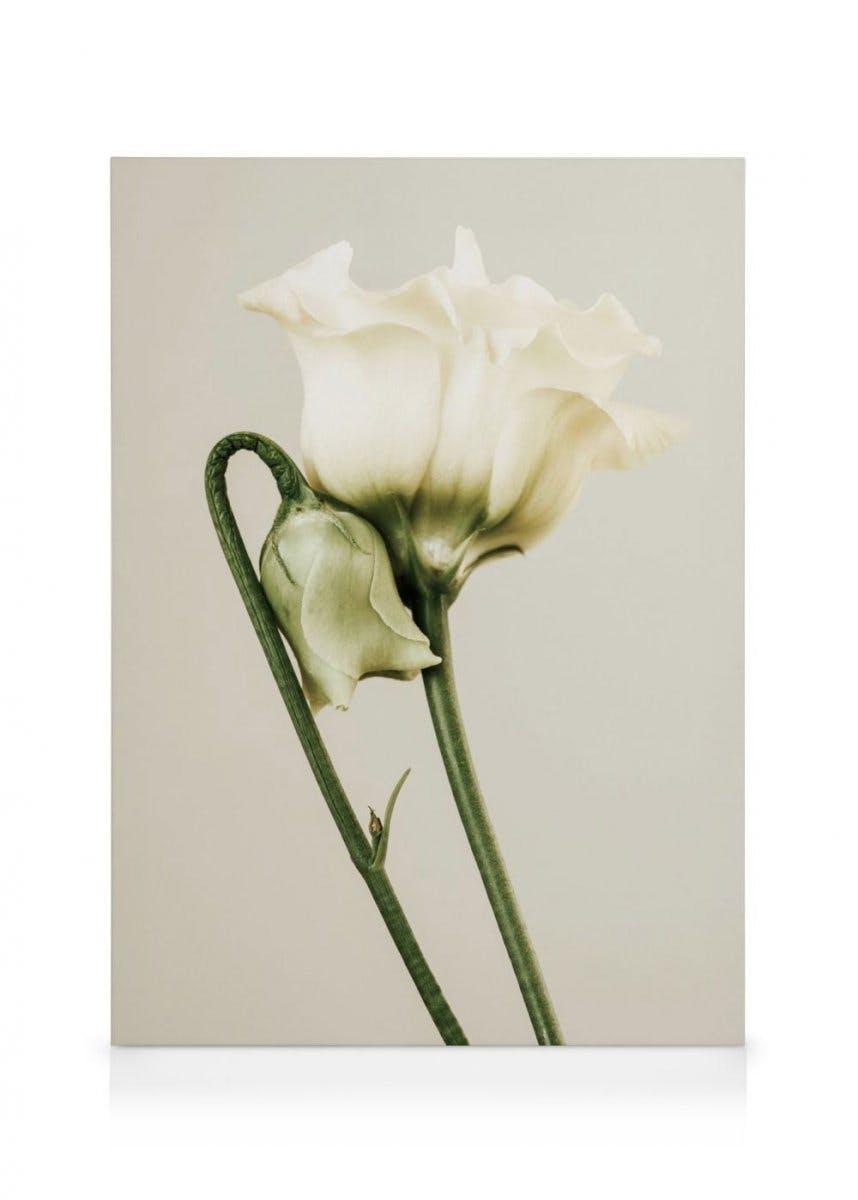 Obrazy na płótnie White Lisianthus Obraz na płótnie (100x140 cm)