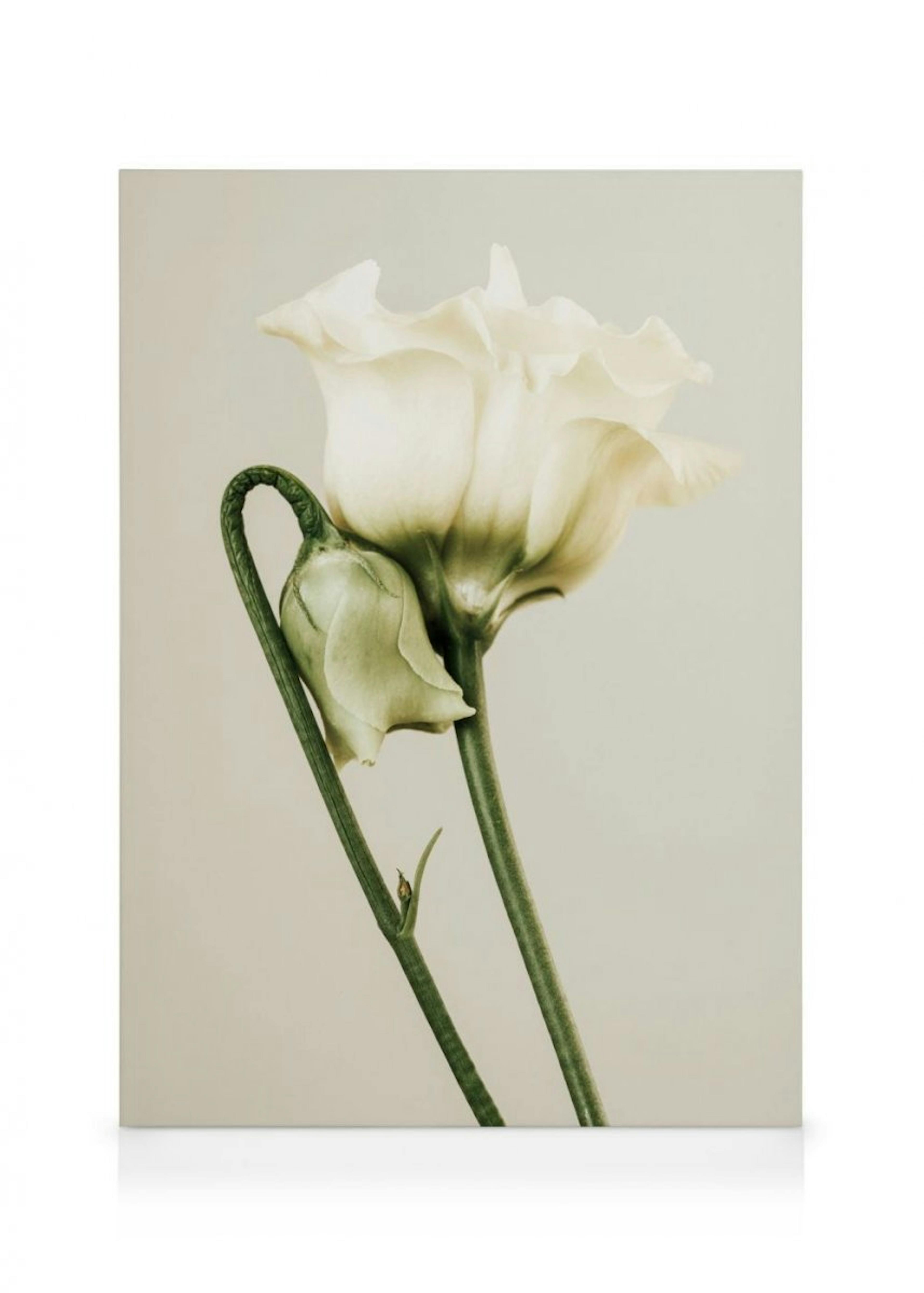 White Lisianthus Toile 0