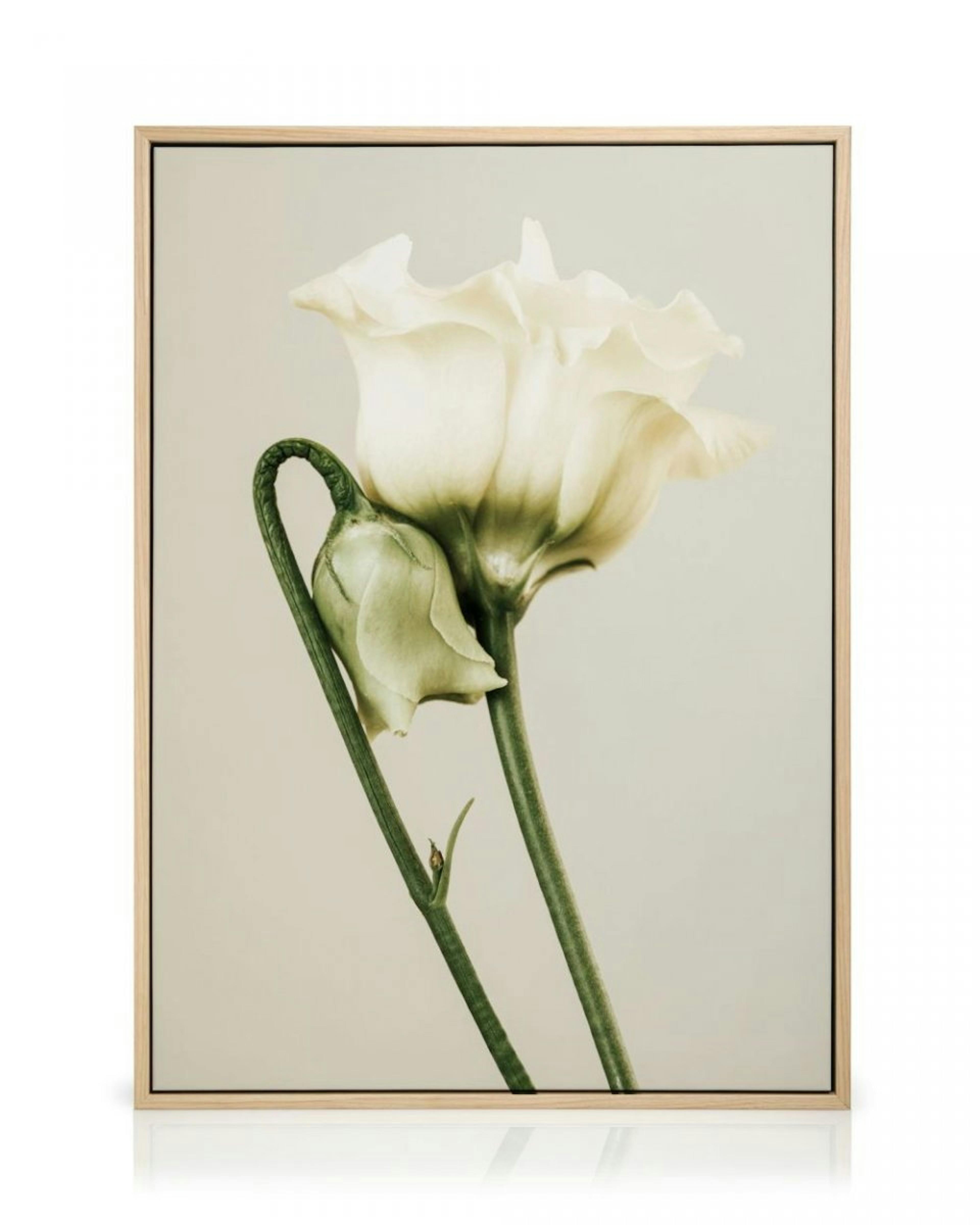 White Lisianthus Canvas