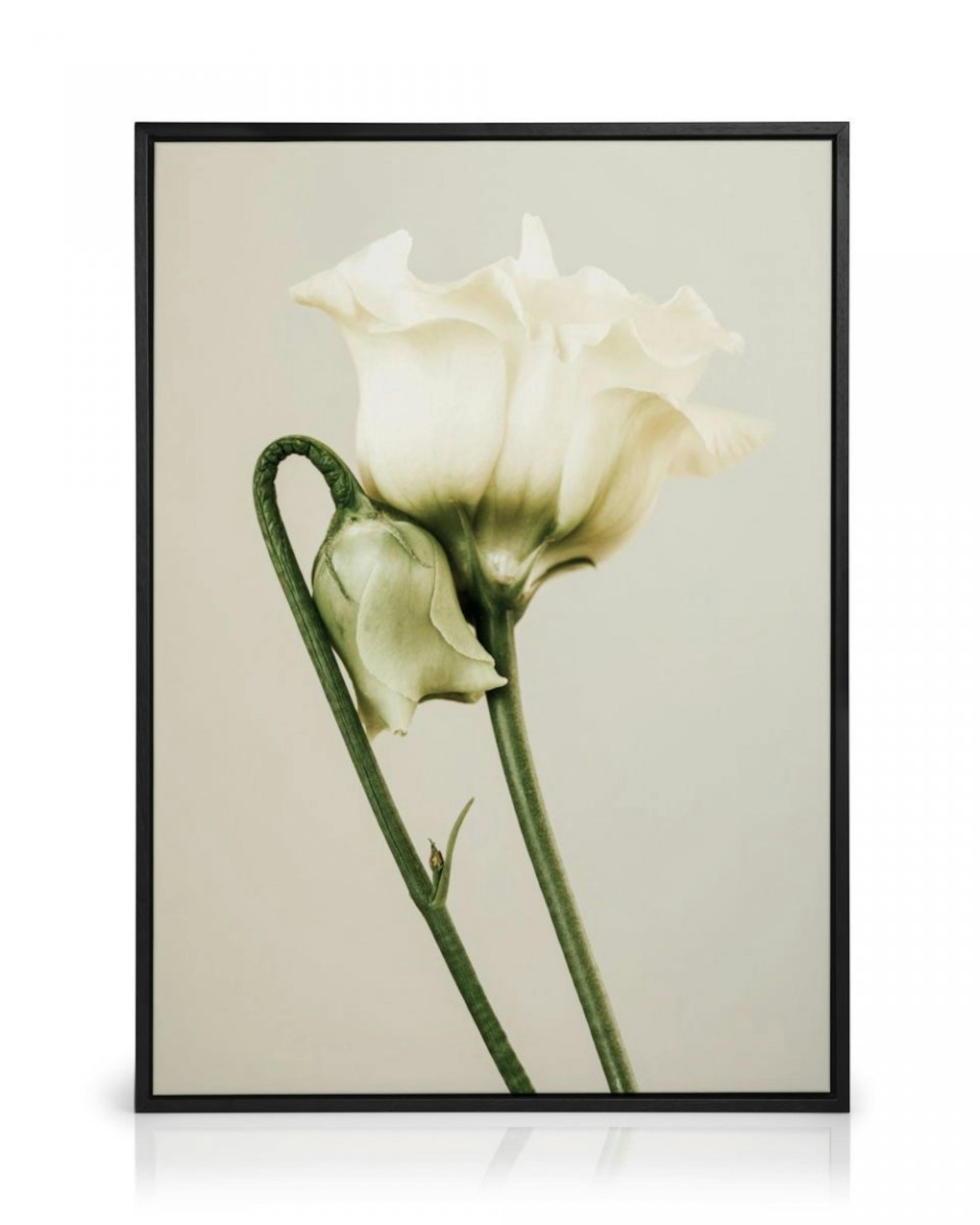 White Lisianthus Canvas