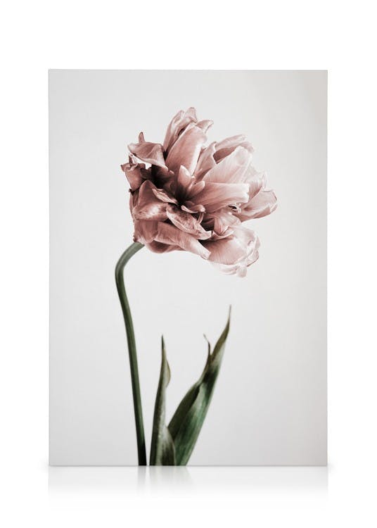 Obrazy na płótnie Pink Tulipe No1 Obraz na płótnie (30x40 cm)