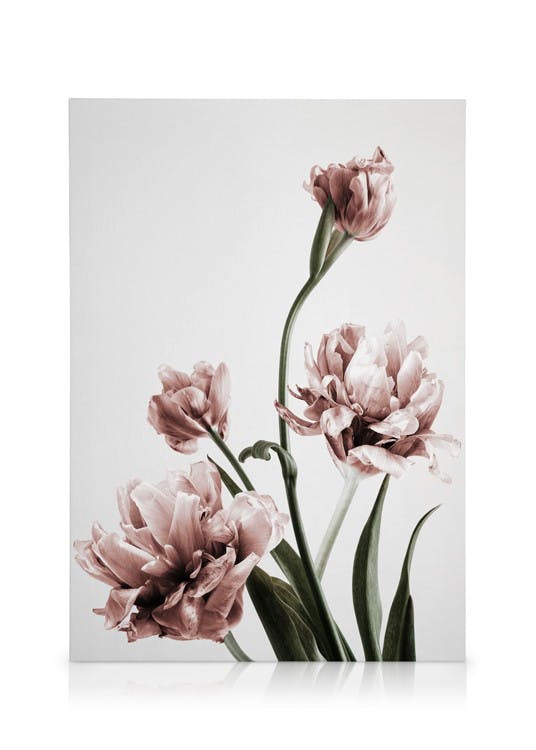 Obrazy na płótnie Pink Tulipe No3 Obraz na płótnie (50x70 cm - Czarna ramka)