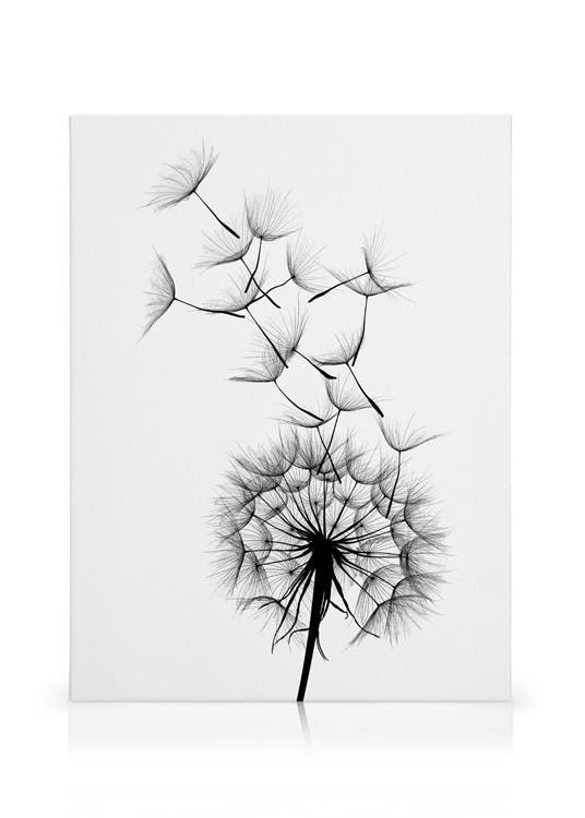 Canvastavlor Dandelion No2 Canvas (70x100 cm)