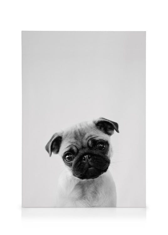Canvas Prints Pug Puppy Canvas print (50x70 cm - Black Frame)