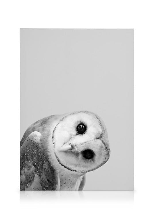 Canvas Prints Owl Peekaboo Canvas print (50x70 cm - Black Frame)