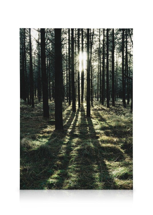 Obrazy na płótnie Sunlight In Forest Obraz na płótnie (70x100 cm)