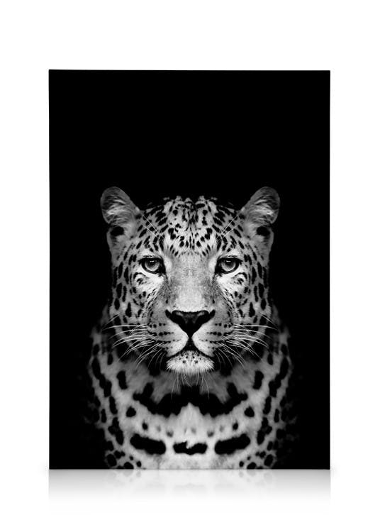 Leopard B&W Stampa su Tela (50x70 cm - Cornice in rovere)- Animali selvaggi