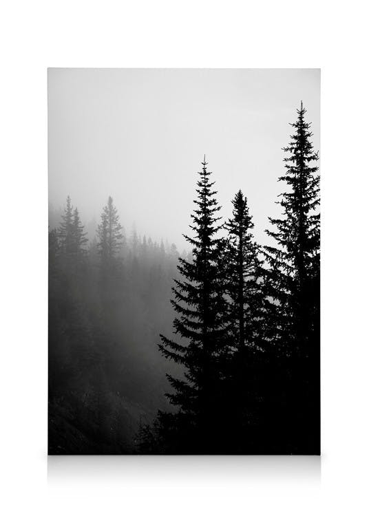 Obrazy na płótnie Tree Tops B&W Obraz na płótnie (50x70 cm - Czarna ramka)