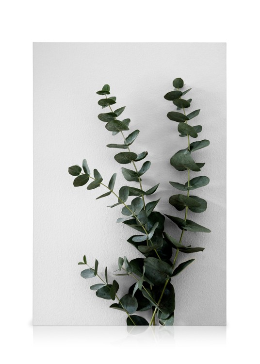 Eucalyptus Branch Two Canvas Eucalyptus branches