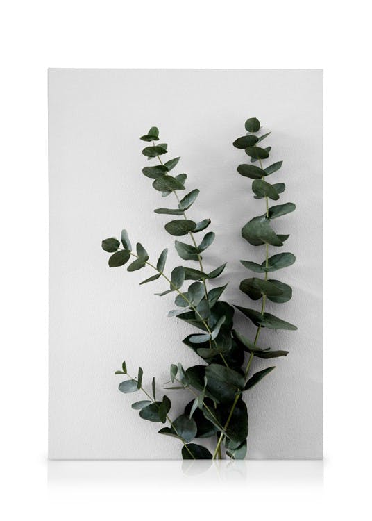 Canvas Prints Eucalyptus Branch Two Canvas print (70x100 cm - Black Frame)