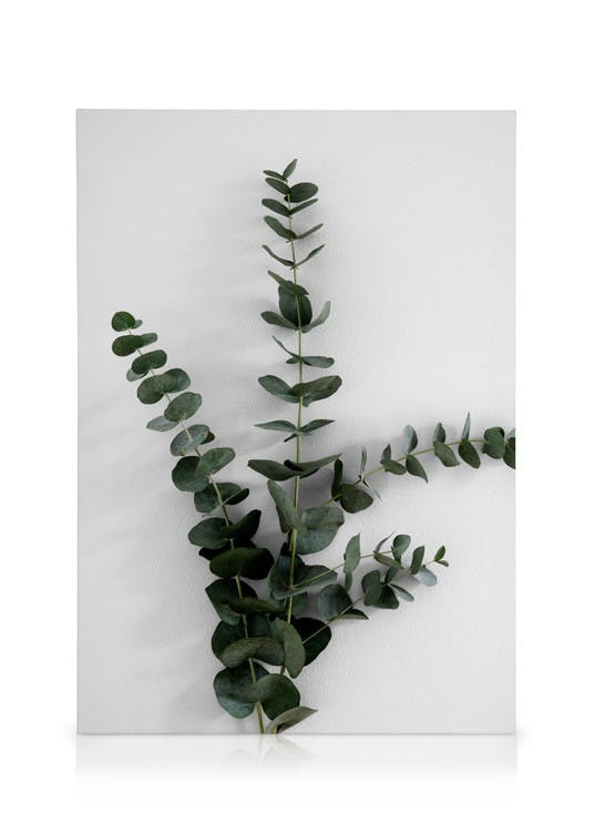 Canvas Prints Eucalyptus Branch Three Canvas print (30x40 cm - Oak Frame)