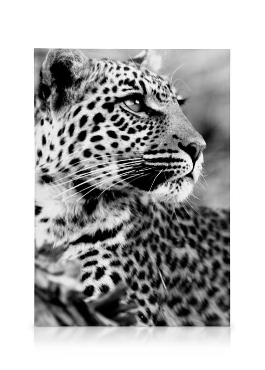 Canvas Schilderijen Leopard Canvas (50x70 cm - Fotolijst Zwart)