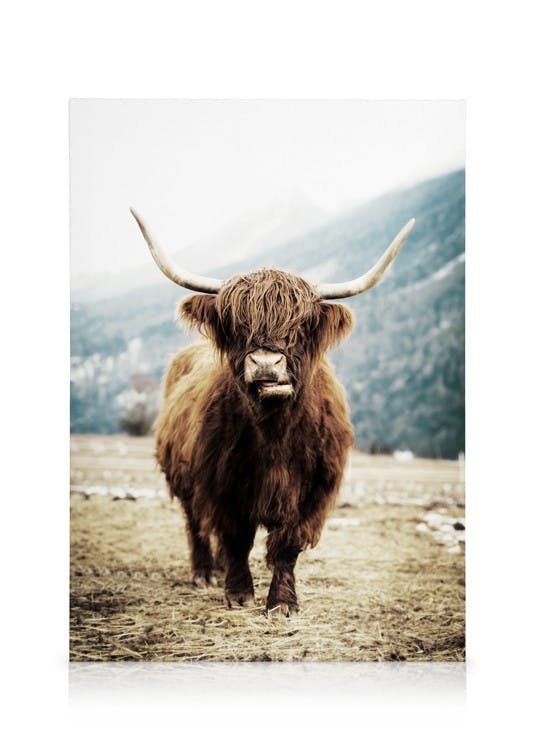 Highland Cattle on Field Toile (30x40 cm) Toiles
