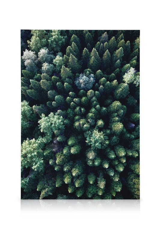 Obrazy na płótnie Forest Aerial Obraz na płótnie (30x40 cm - Czarna ramka)