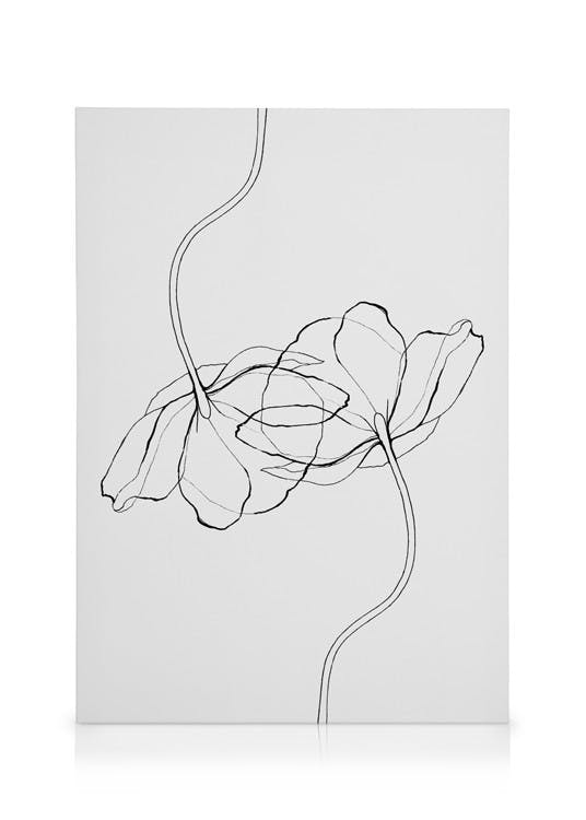Line Poppies Obraz na plátne (50x70 cm)