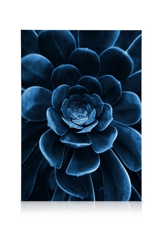 Canvas Schilderijen Blue Succulent Canvas (30x40 cm - Fotolijst Zwart)