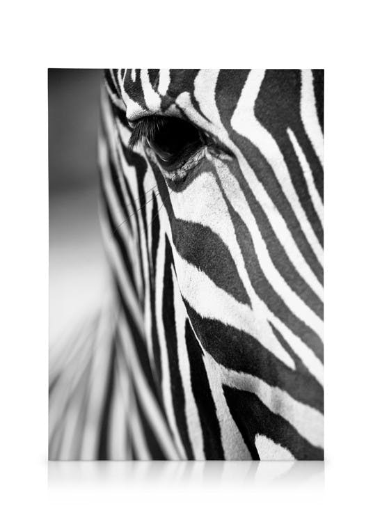 Canvas Prints Zebra Close Up Canvas print (50x70 cm - Black Frame)