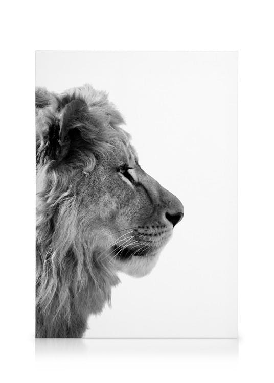 Canvastavlor Lion From Side Canvastavla (30x40 cm - Svart ram)