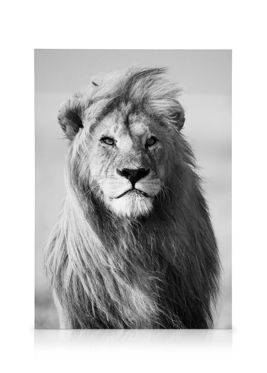 Stylish canvas with lion, black and white canvas for picture wall