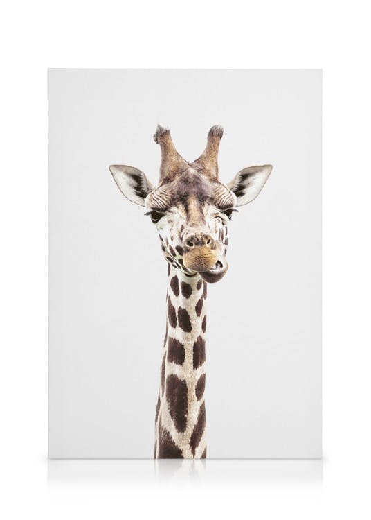 Canvas Prints Baby Giraffe Canvas print (30x40 cm)