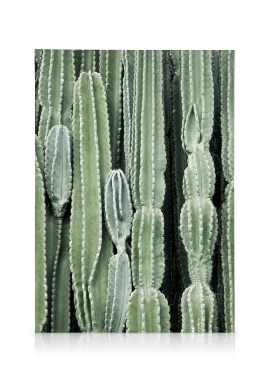 Cactus, Tableau sur toiles (50x70 cm - Cadre noir) - Plantes vertes
