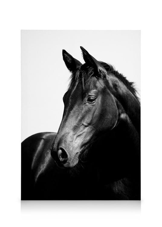 Canvas Schilderijen Black Stallion, Canvass (30x40 cm - Fotolijst Eiken)