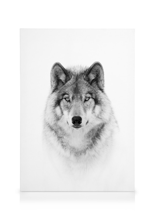 Flot sort-hvid fotolærred med en ulv. lærred med dyr fra desenio.dk
