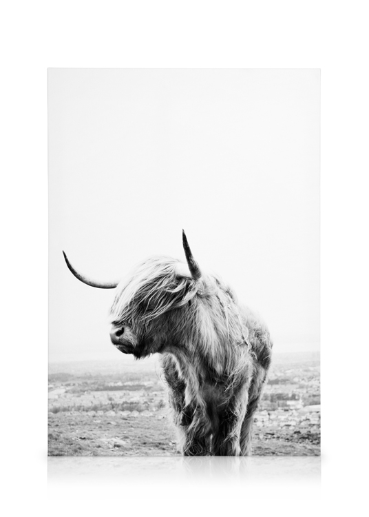 Highland Cow Canvas