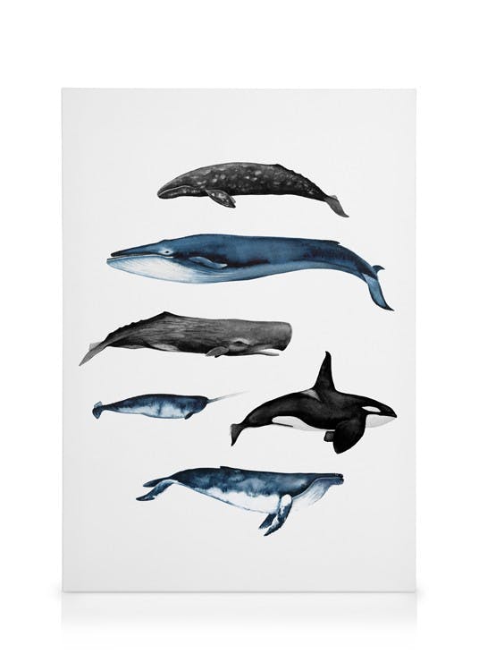 Canvas Prints Whales Canvas print (50x70 cm - Oak Frame)