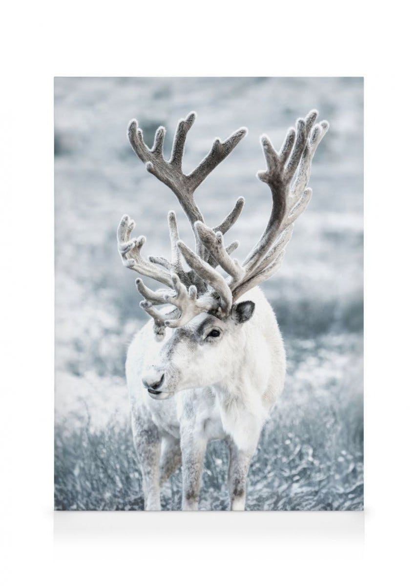 Canvastavlor Winter Reindeer Canvastavla (70x100 cm - Ekram)