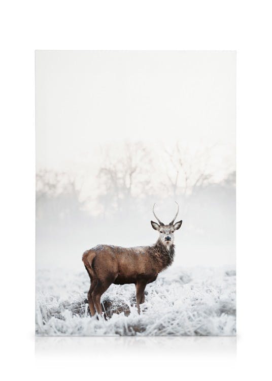 Obrazy na płótnie Frosty Red Deer Obraz na płótnie (50x70 cm - Ramka dębowa)