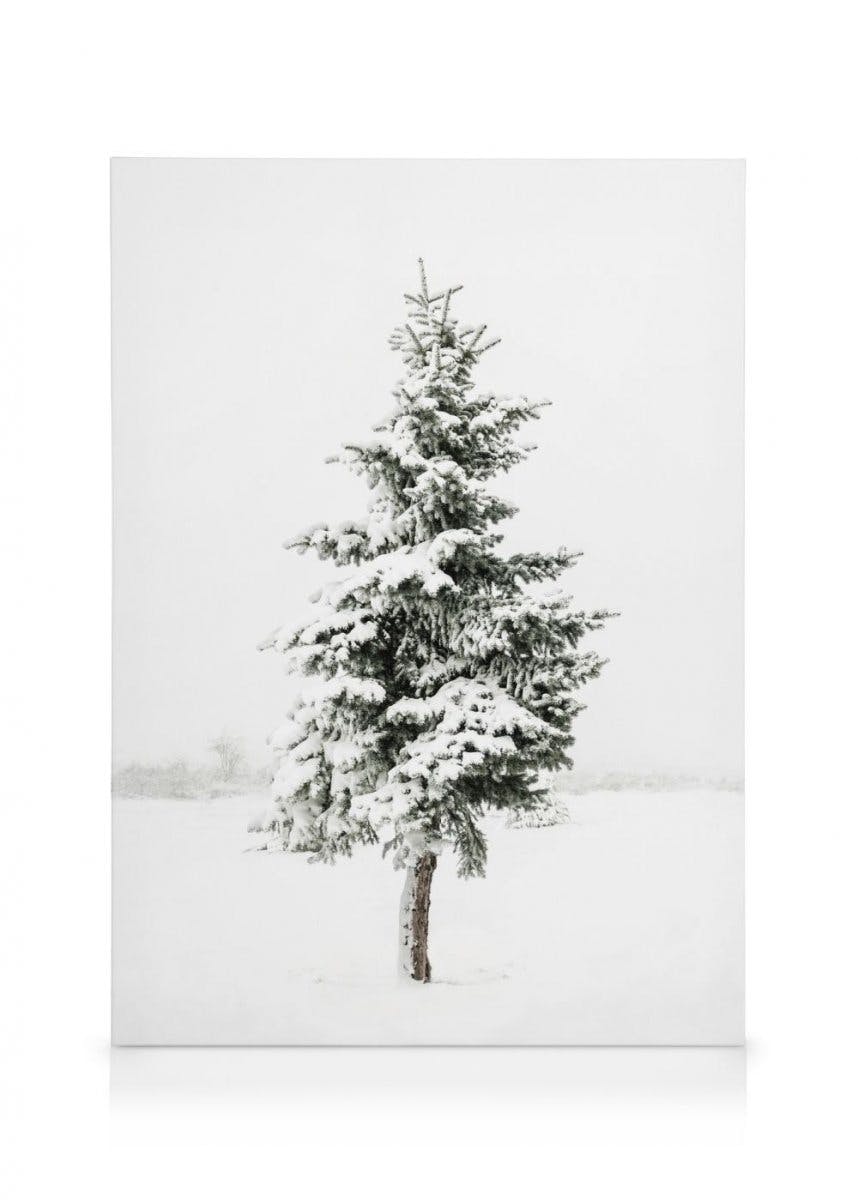 Canvas Prints Snowy Spruce Canvas print (70x100 cm - Oak Frame)