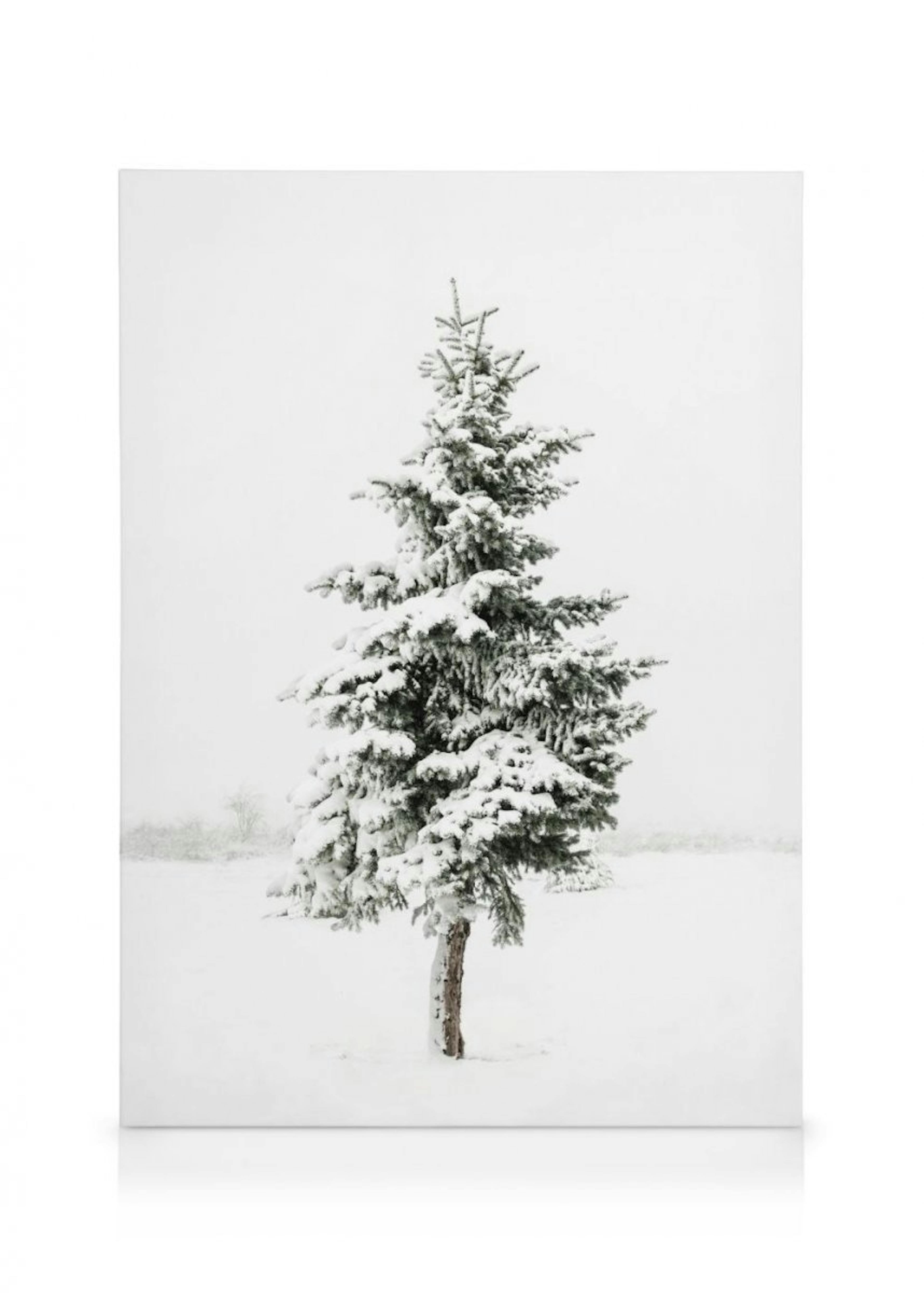 Snowy Spruce Canvas