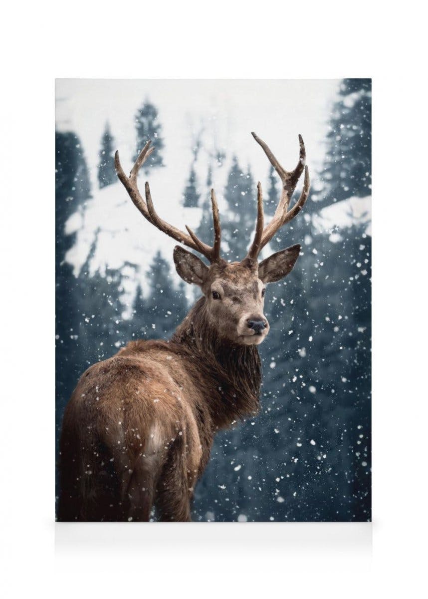 Canvastavlor Red Deer in Snow Canvastavla (50x70 cm - Svart ram)