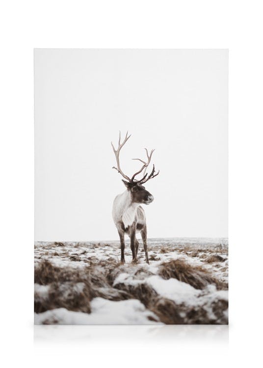 Canvas Prints Reindeer Canvas print (30x40 cm - Oak Frame)
