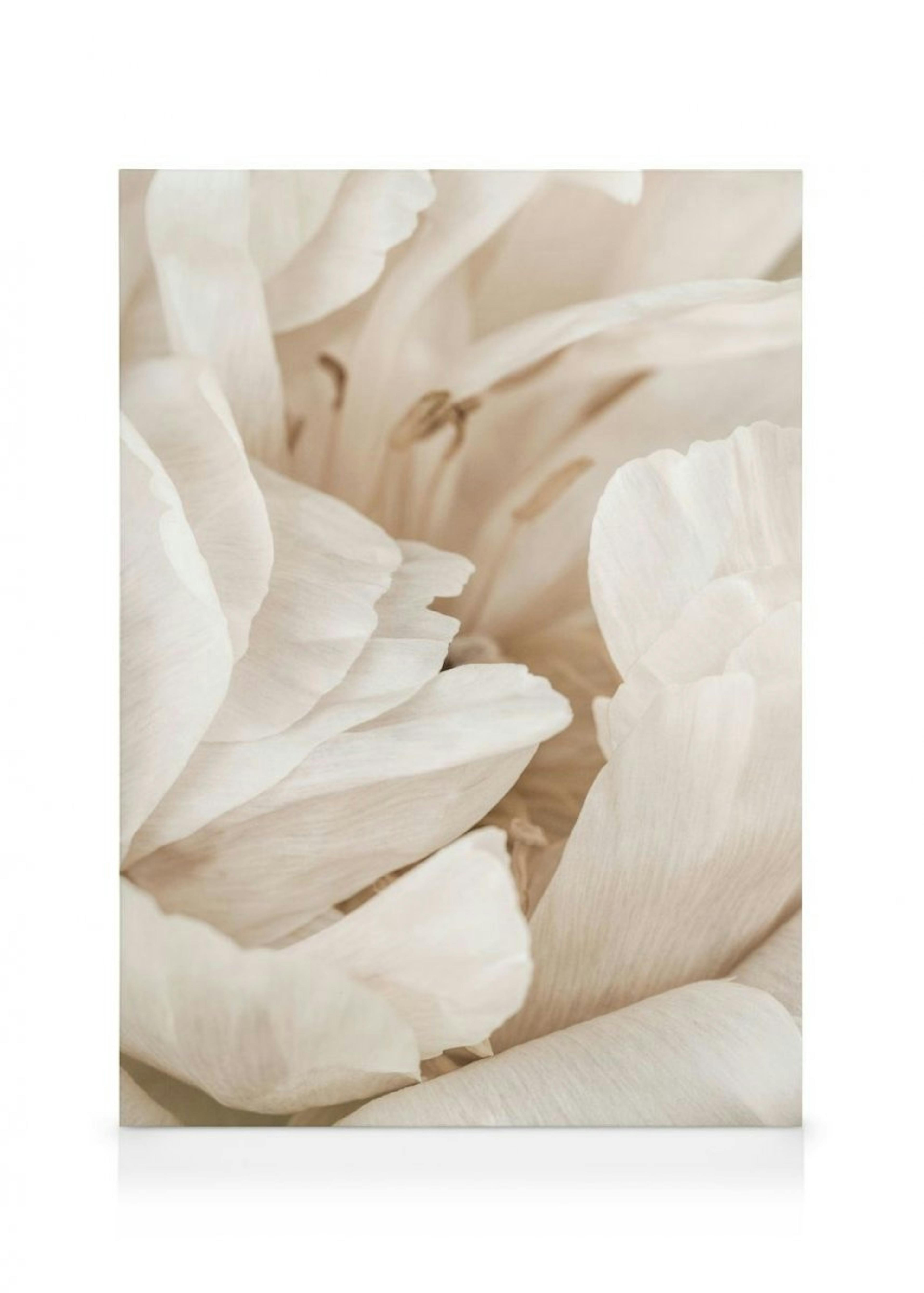 Soft Lily Leinwandbilder Duo
