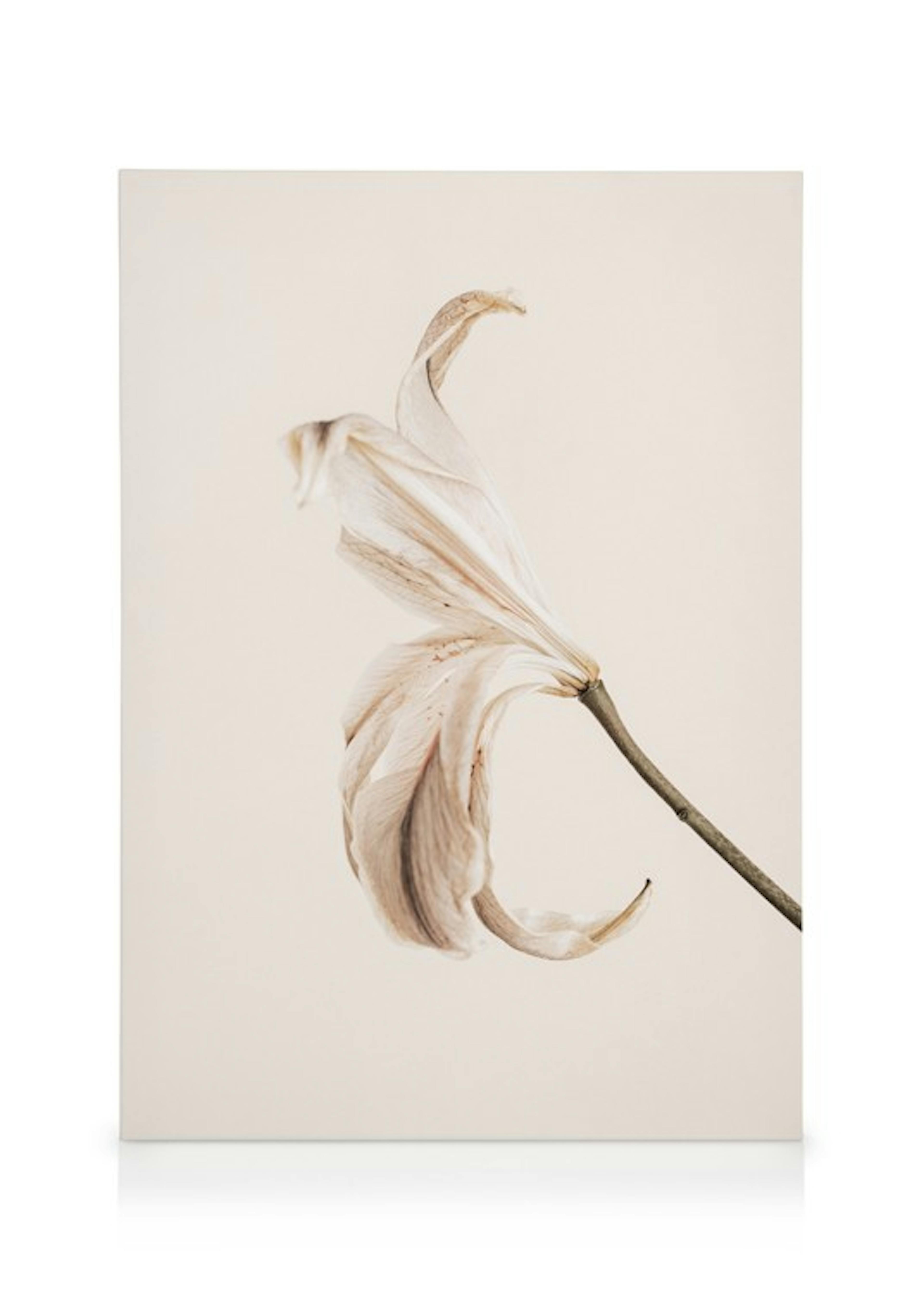 Soft Lily Leinwandbilder Duo