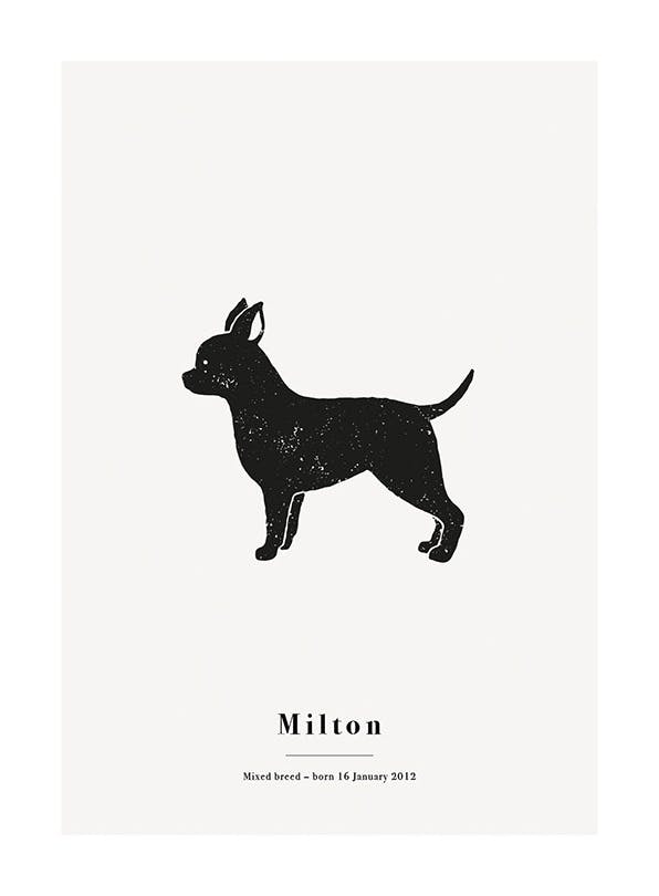 My Pet Chihuahua Personal Plakat (50x70 cm)- Plakaty personalizowane