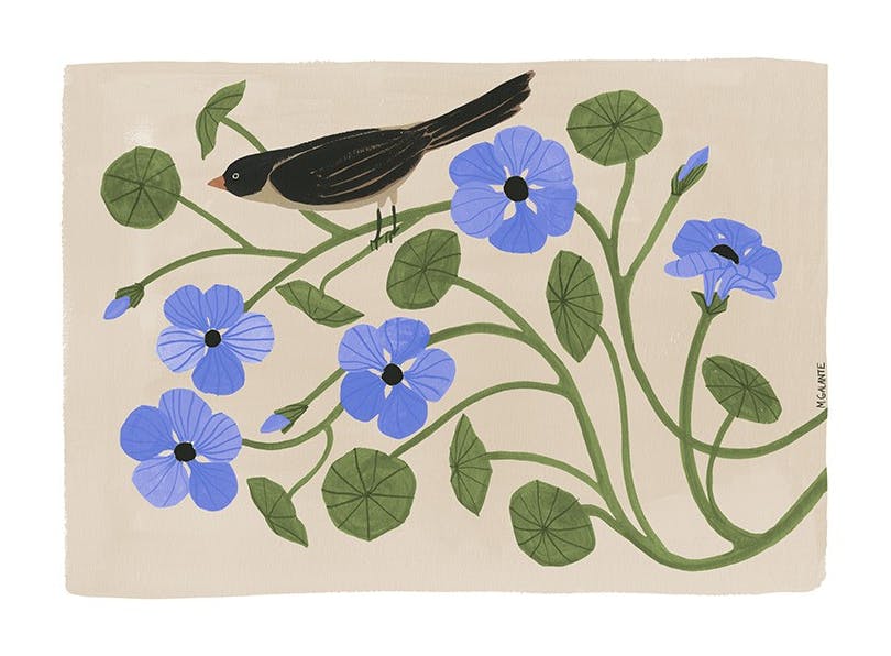 Megan Galante - Garden Pansey Poster (50x70 cm)- Megan Galante