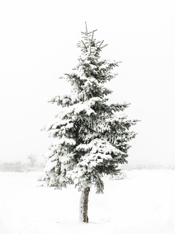Snowy Spruce Plakát 0