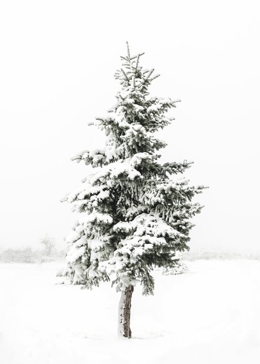 Snowy Spruce Juliste 0