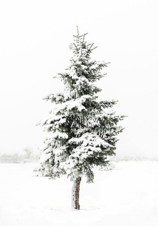 Snowy Spruce Plakát 0