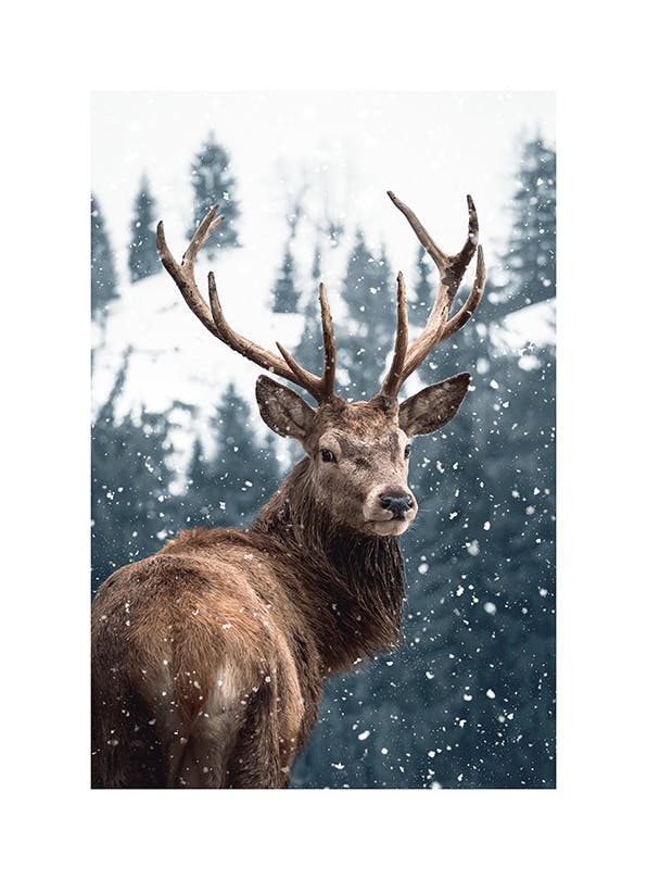 Red Deer in Snow Affiche (30x40 cm) - Tableaux d'animaux sauvages