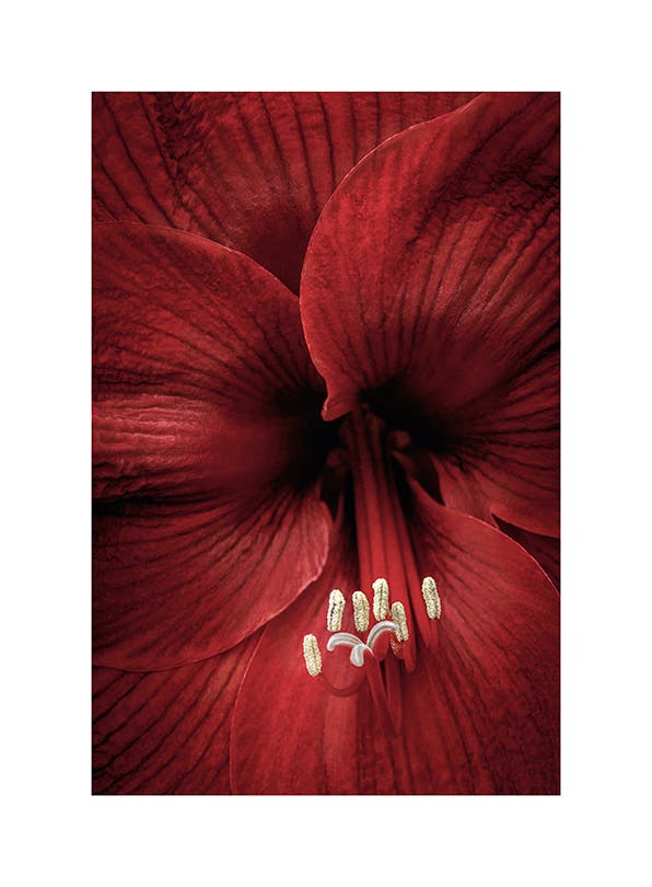 Prints - Red Amaryllis Print (21x30 cm) - Floral prints